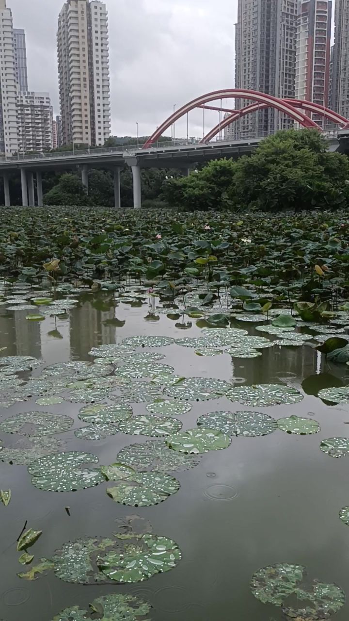 现实钓洪湖截图