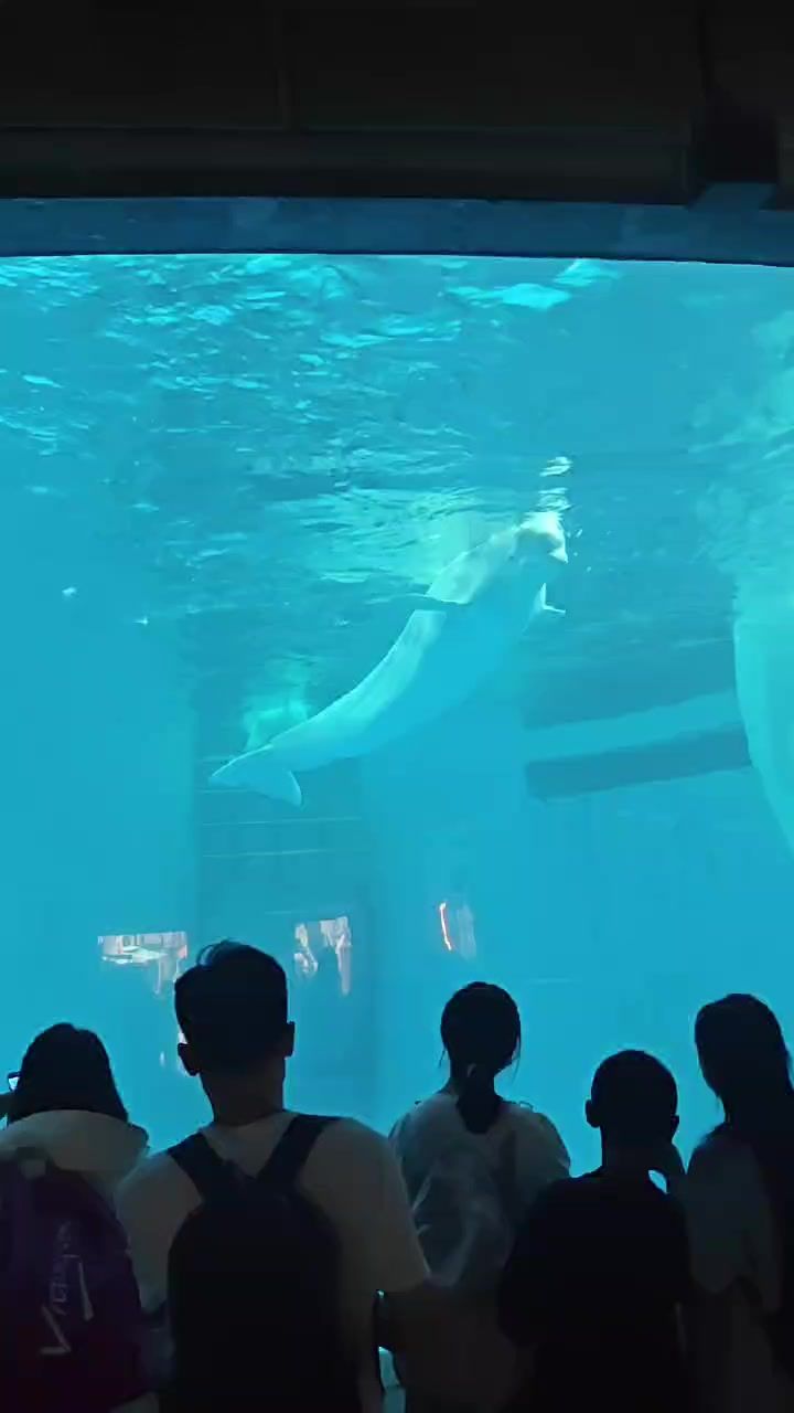 video-4312270