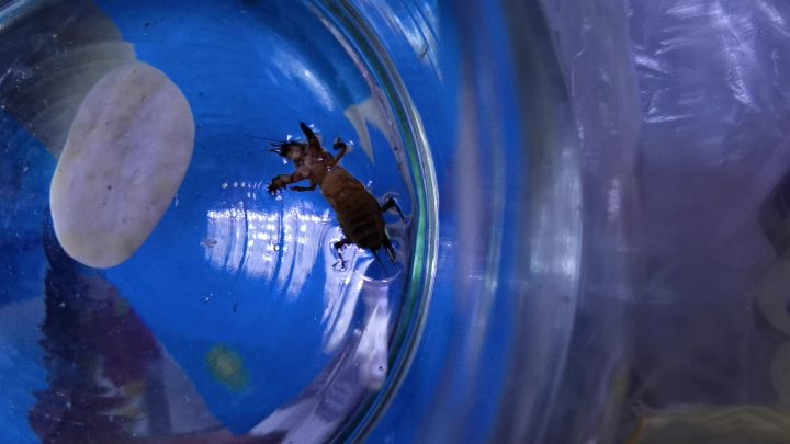 虫 (截图