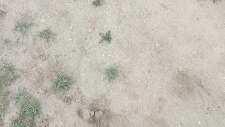 蒲公英与风的约定截图