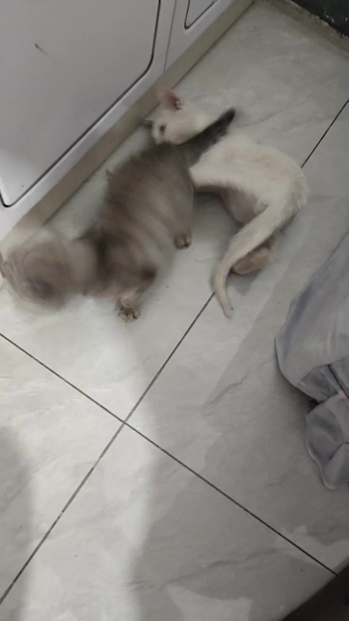 video-4348850