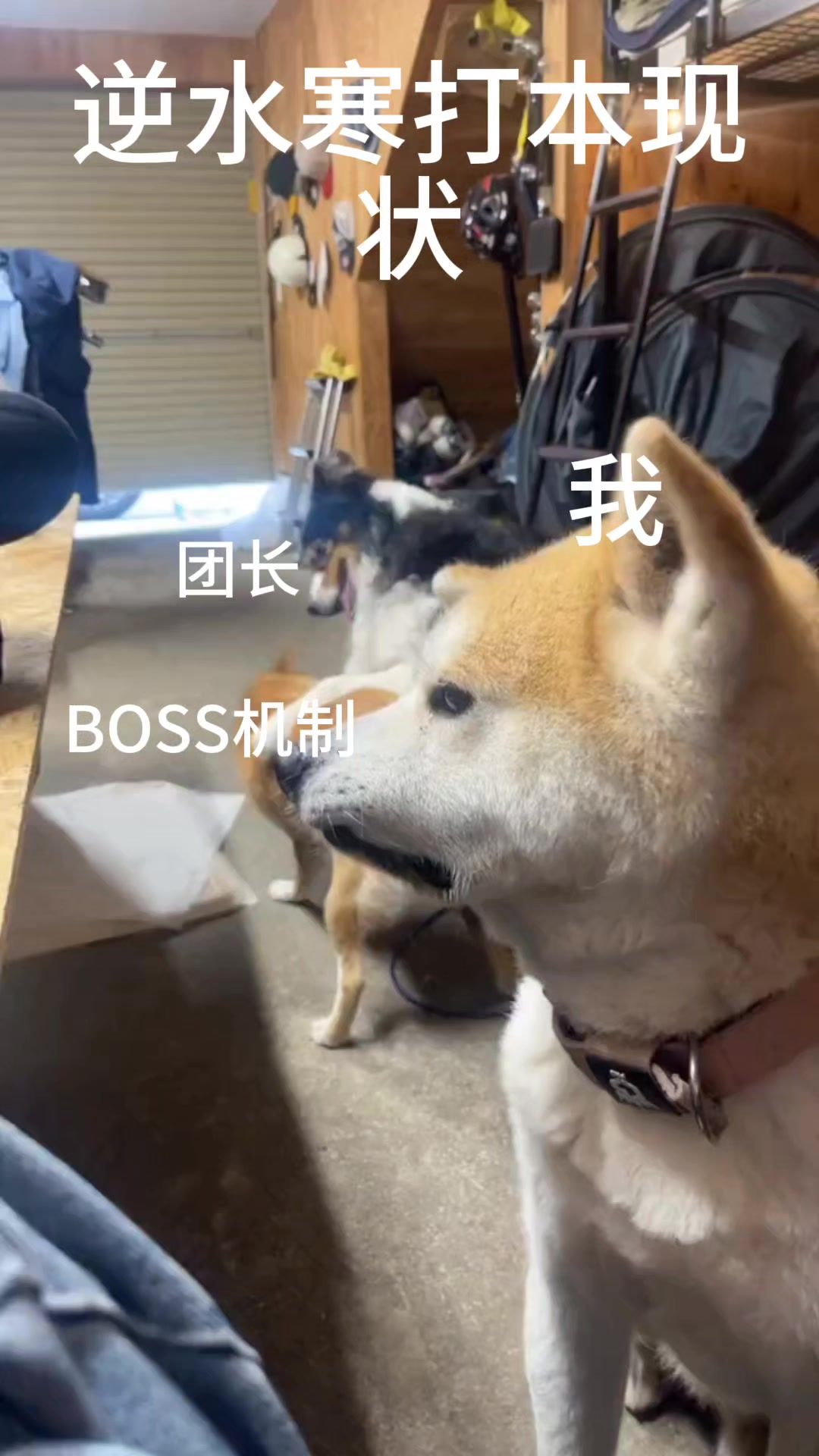 video-4349246