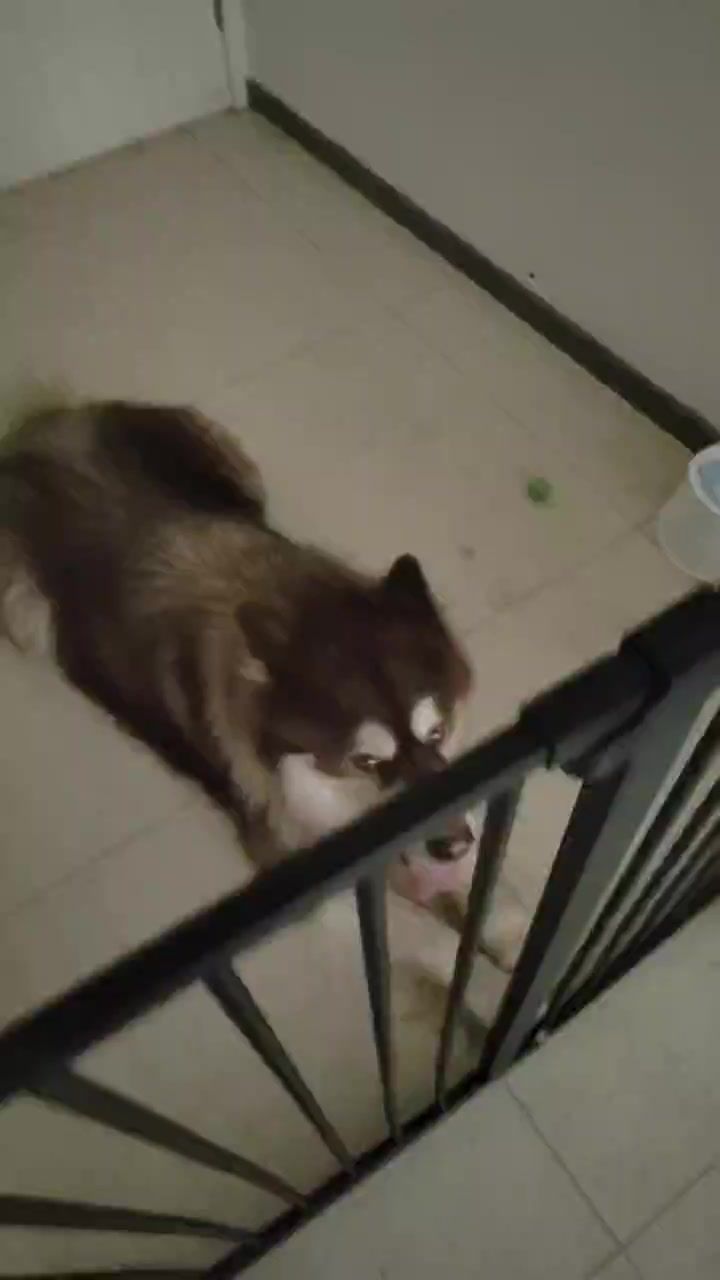 video-4359155