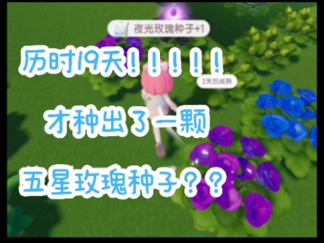 video-4387260