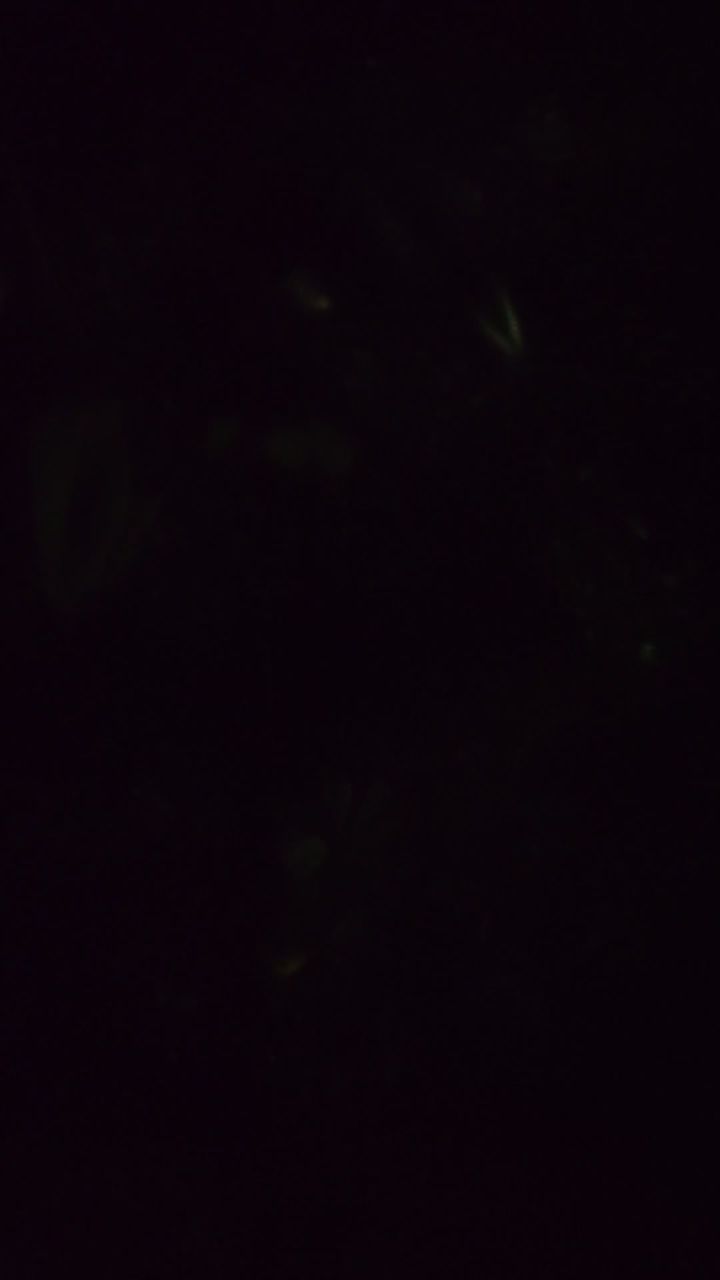 在小区里看到了萤火虫截图