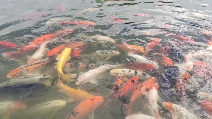 金色锦鲤,好运来来~截图