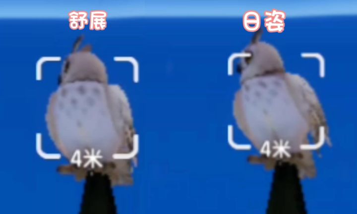 心动小镇还不会拍长耳鸮和雕鸮五星的速看!截图