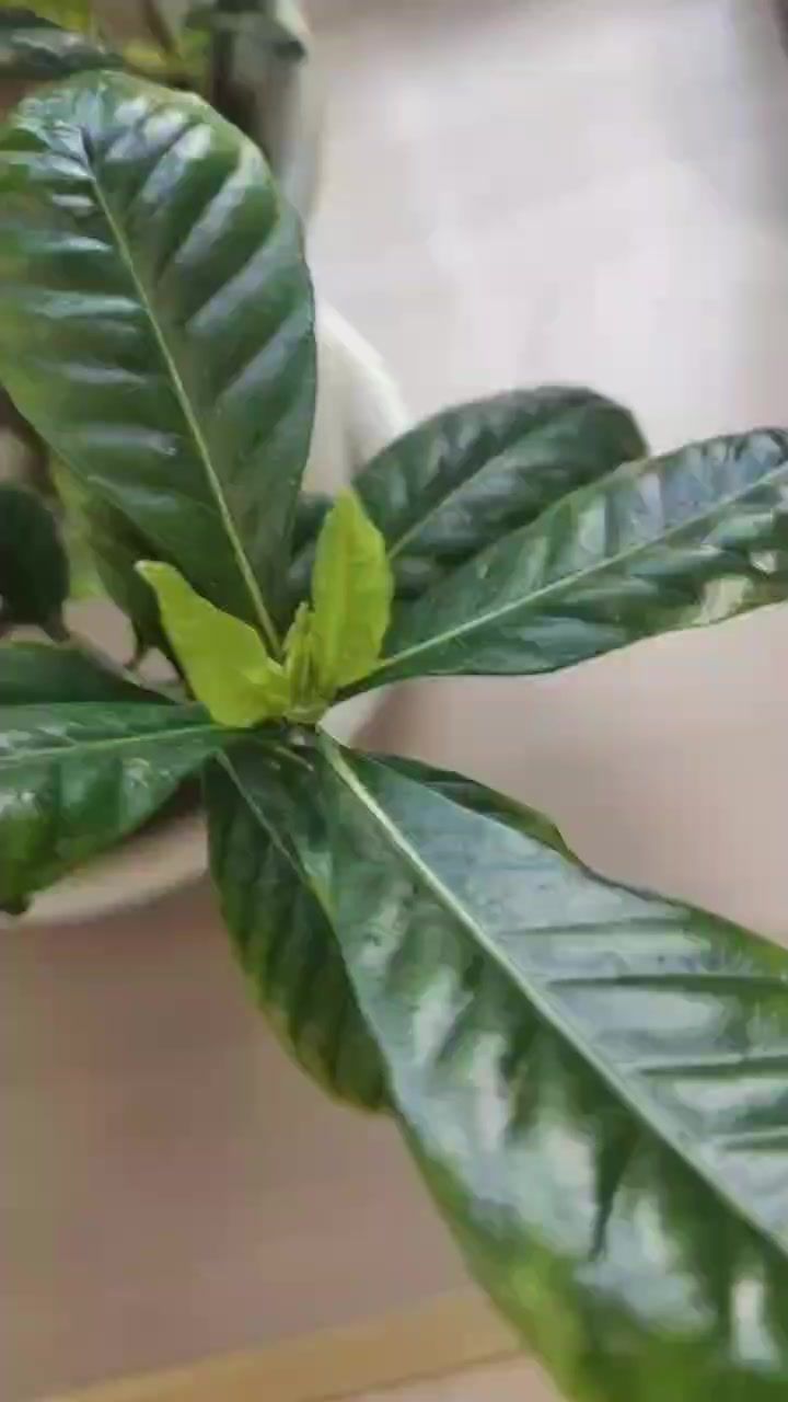 video-4492312