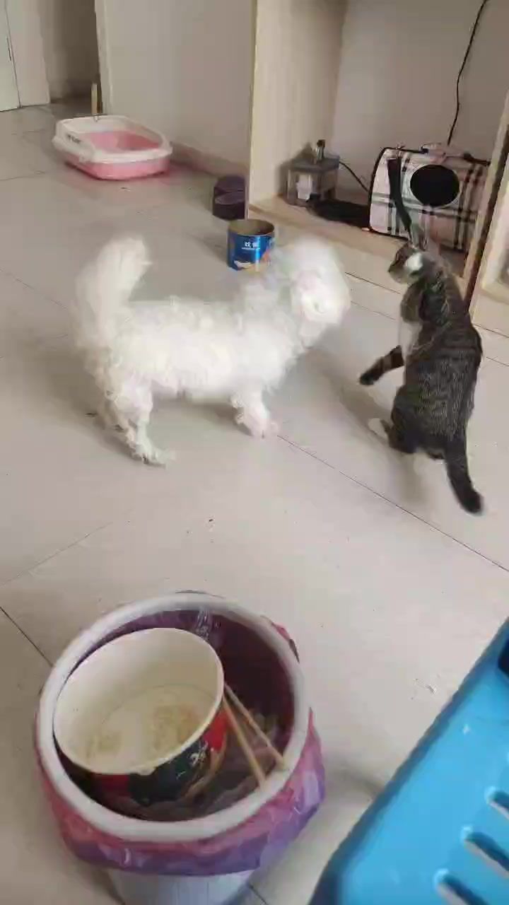 猫狗大战截图