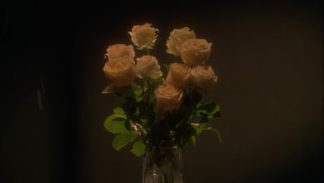 易遇生日特别企划 | 佳期如梦