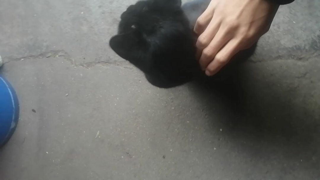 video-4675675