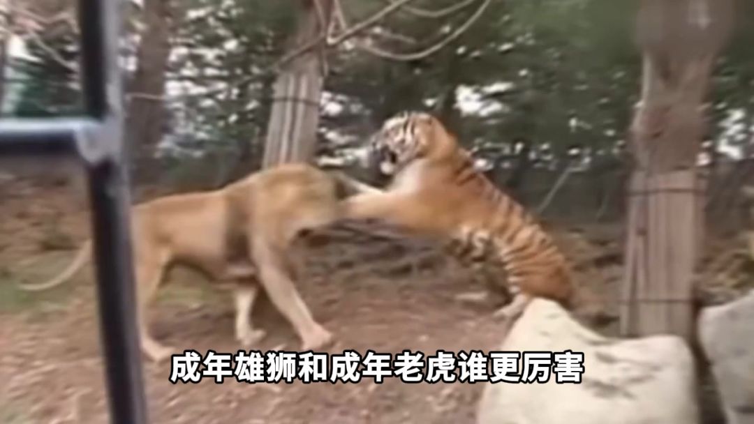 video-4703270