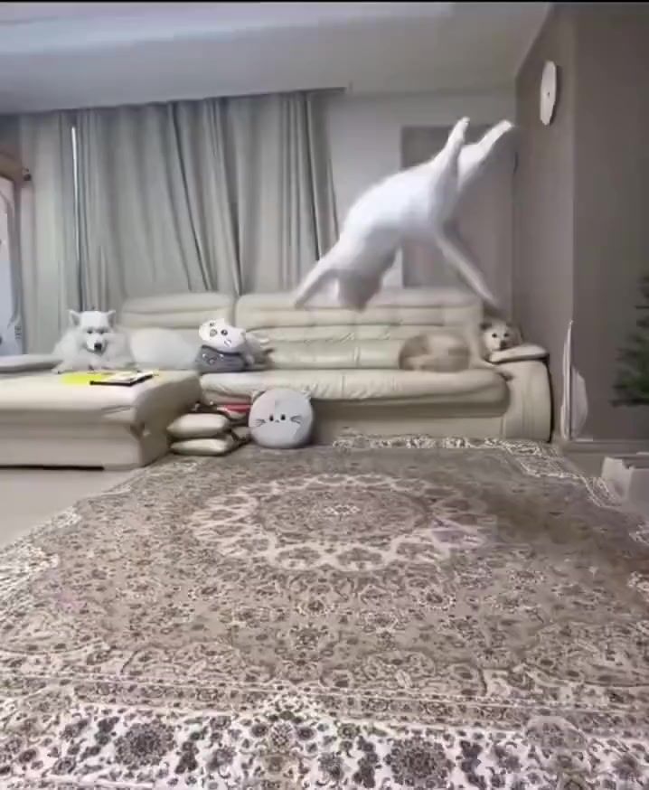 video-4798996