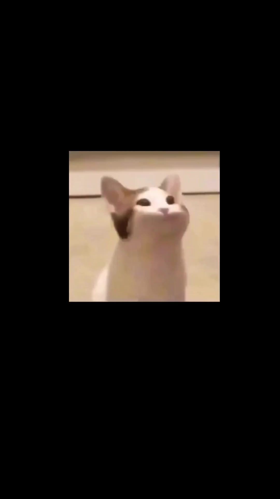 video-4802096
