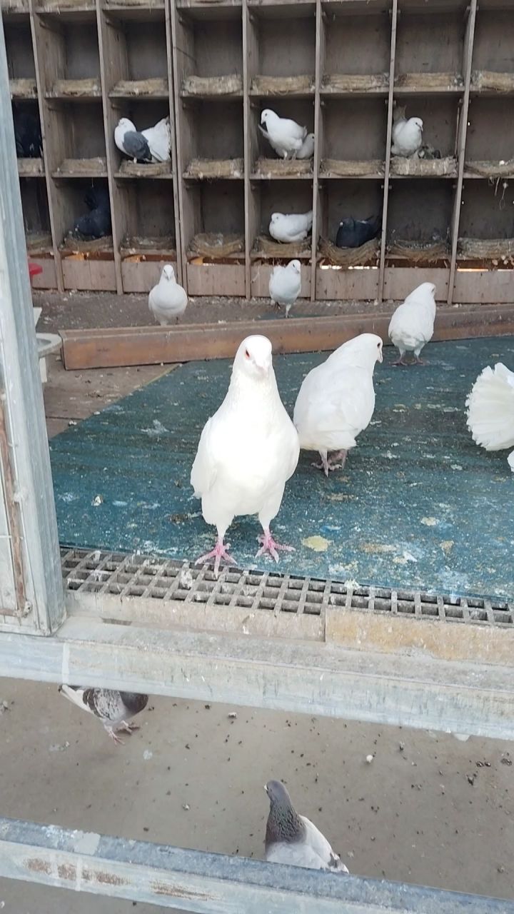 当鸽子不再象征和平截图
