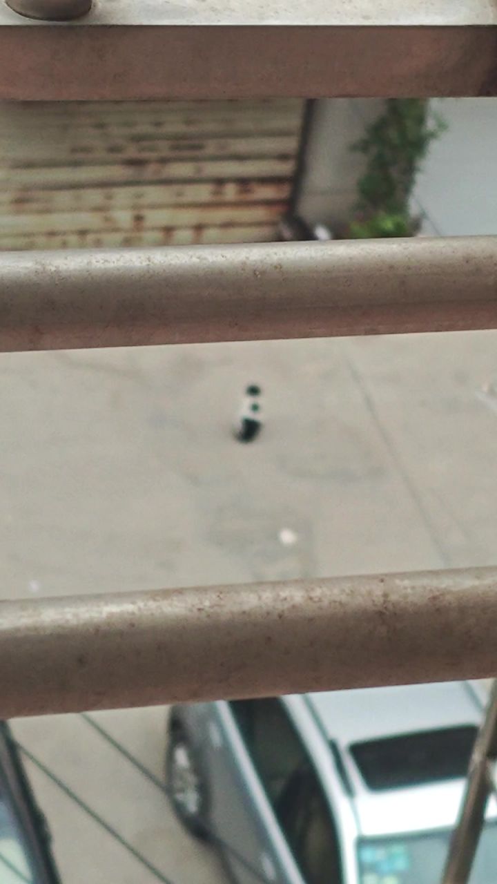 可爱小猫截图