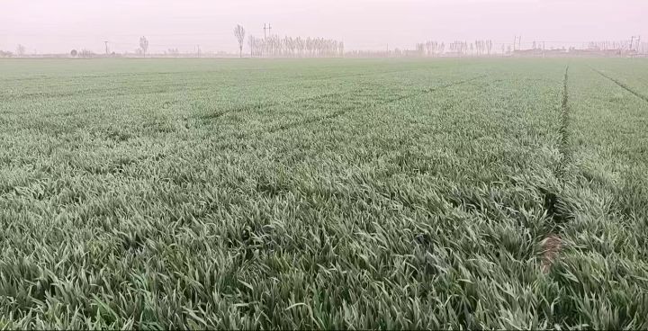 绿色麦浪截图