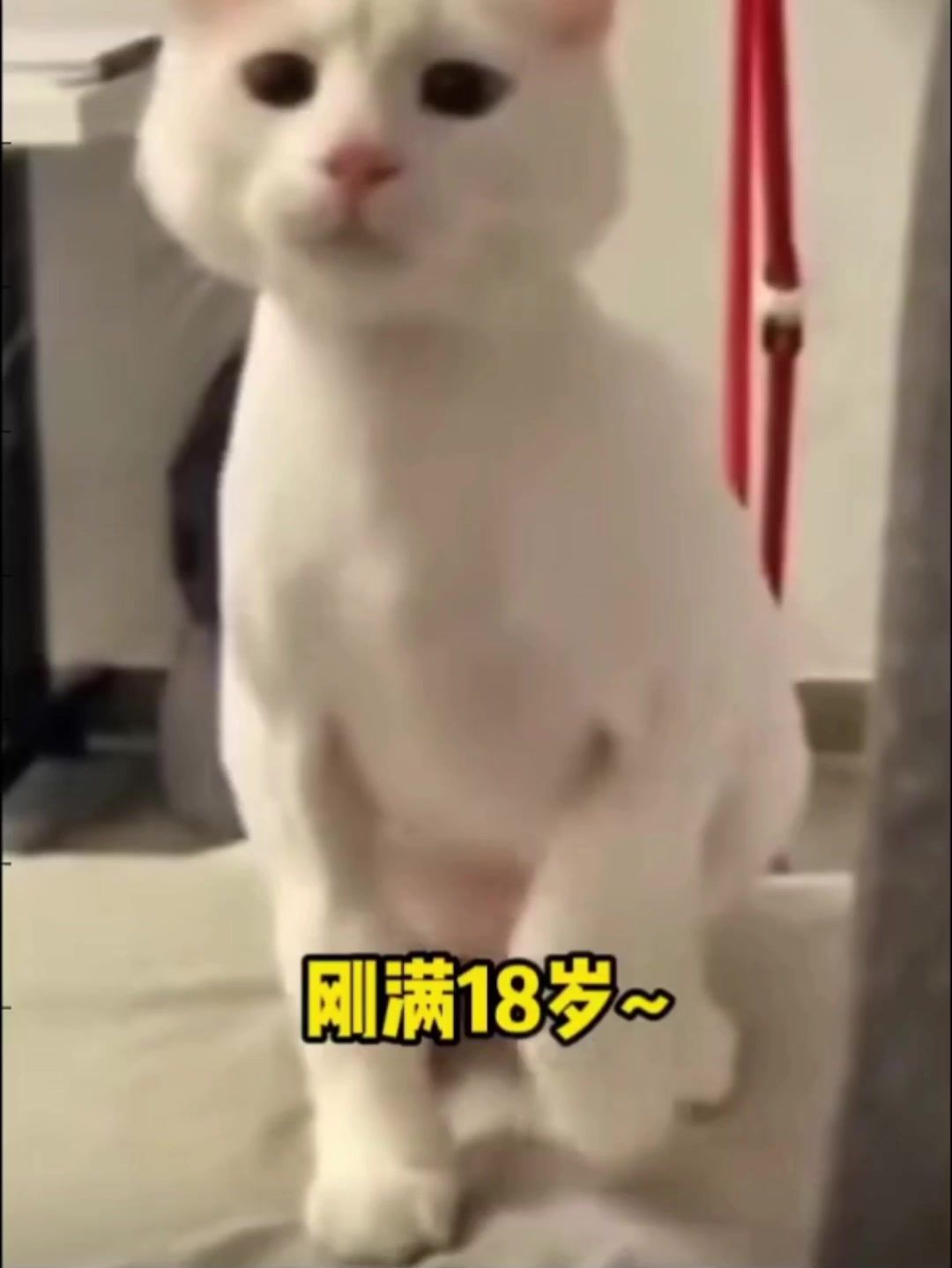 video-4870568