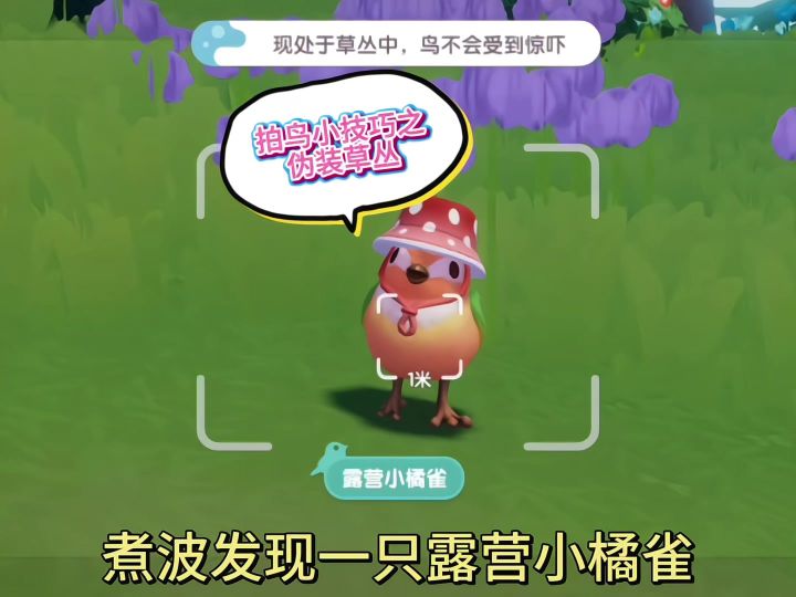 心动小镇 拍鸟小技巧之伪装草丛截图