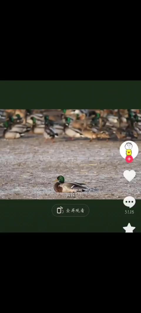 鸭——鸭——!截图