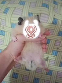 米熊cosplay丘丘熊