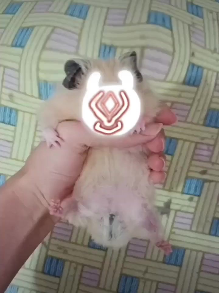 米熊cosplay丘丘熊截图