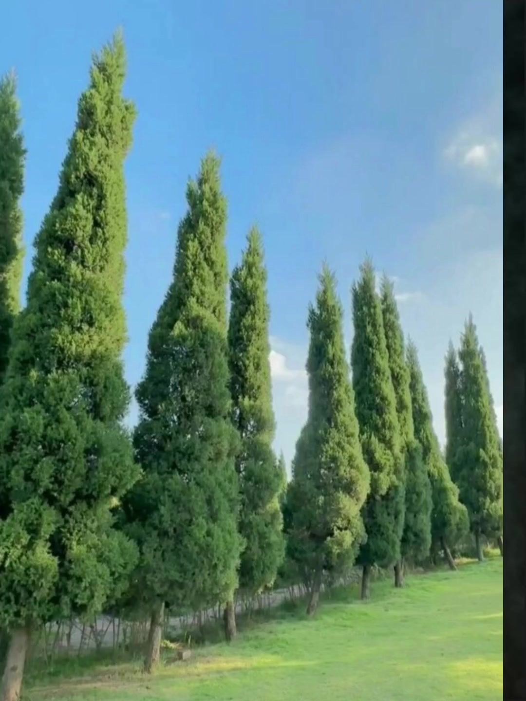 video-4926993