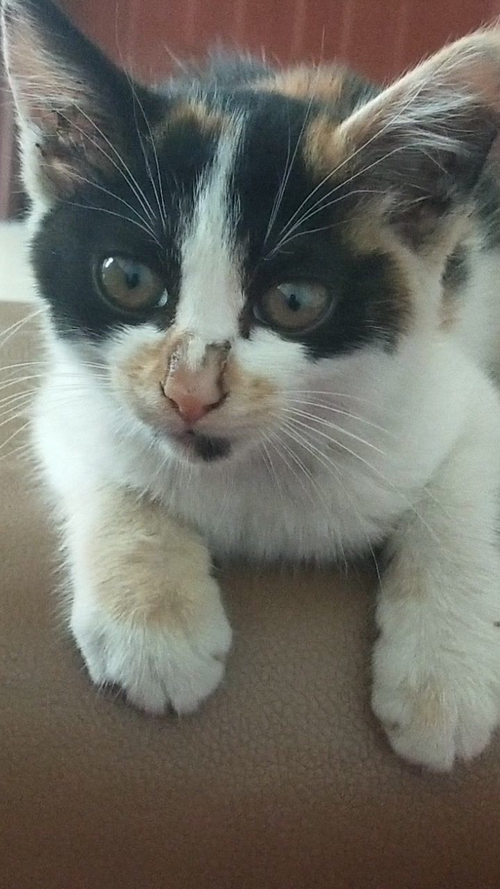 这猫烦死了。截图