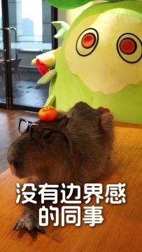 卡皮巴拉小课堂开课啦！教你如何工位摸鱼~