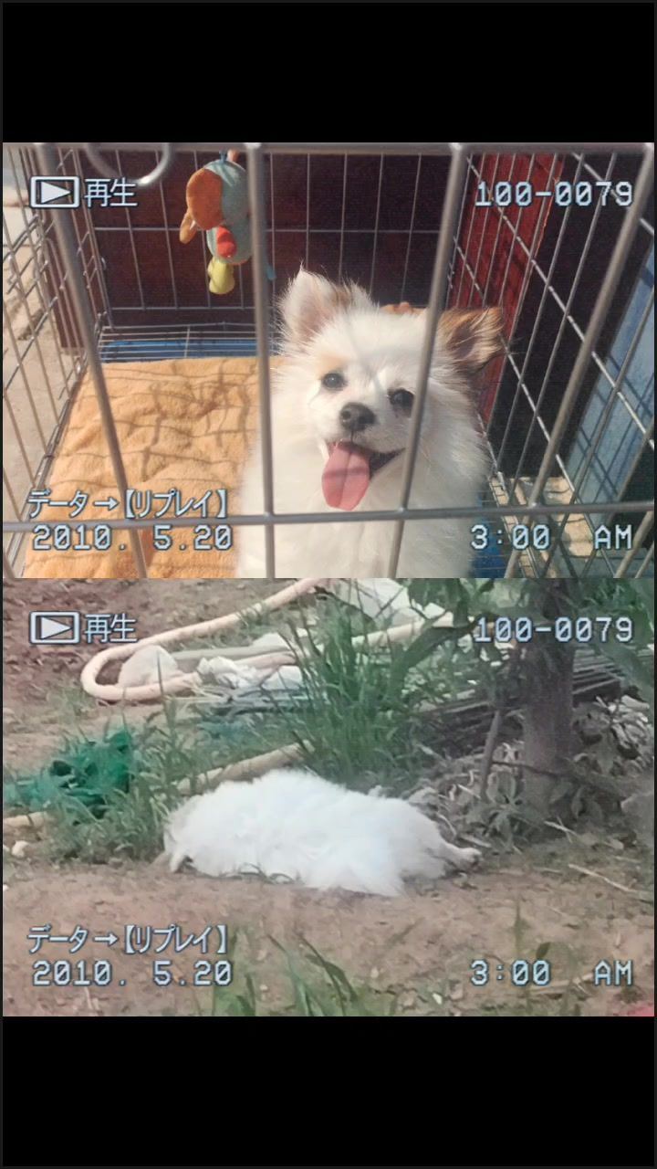 狗狗🐶截图