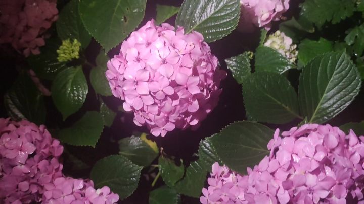 花开无尽夏🌸截图
