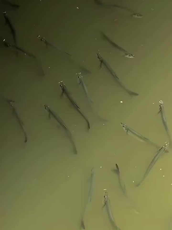 video-4994816