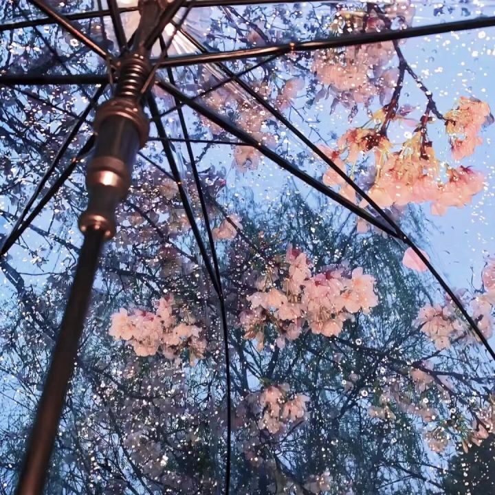 我的挚爱“凌晨四点海棠花未眠”截图