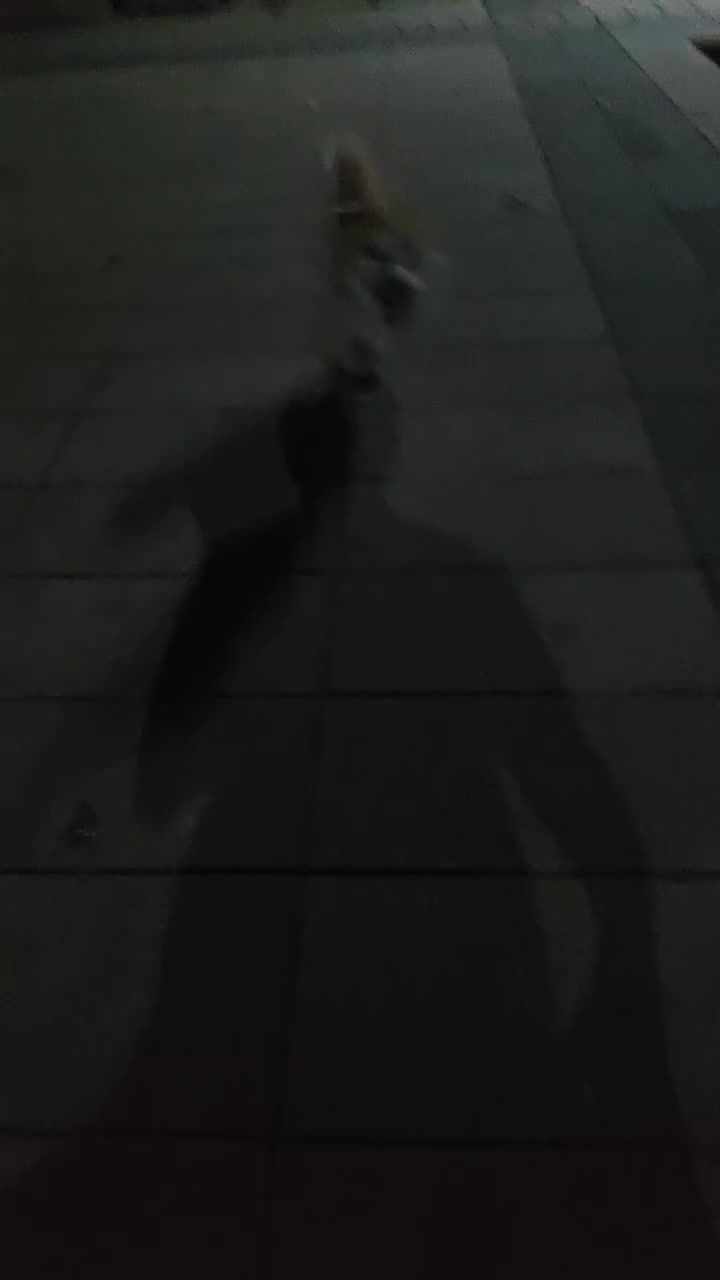 video-5015307