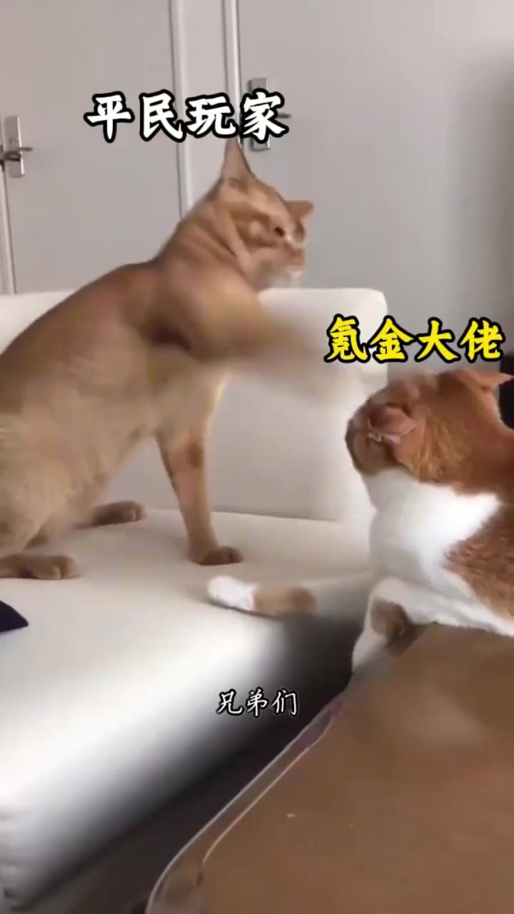 🛋️ 佛系通关？零肝零氪的策略美学❗截图