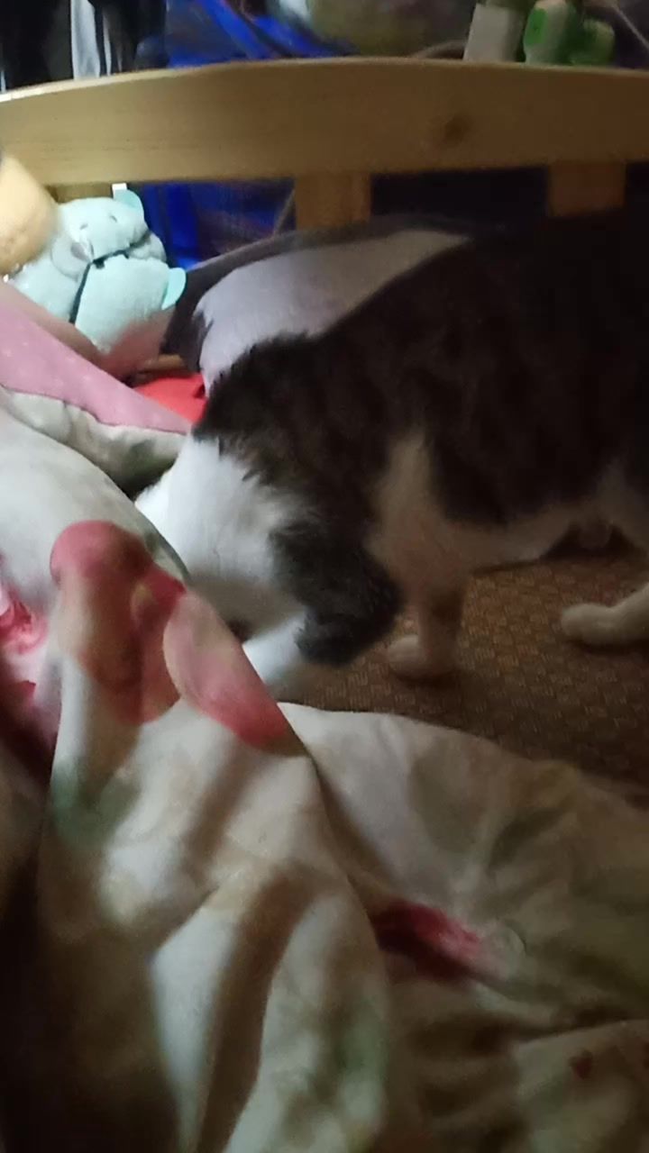 待后续截图