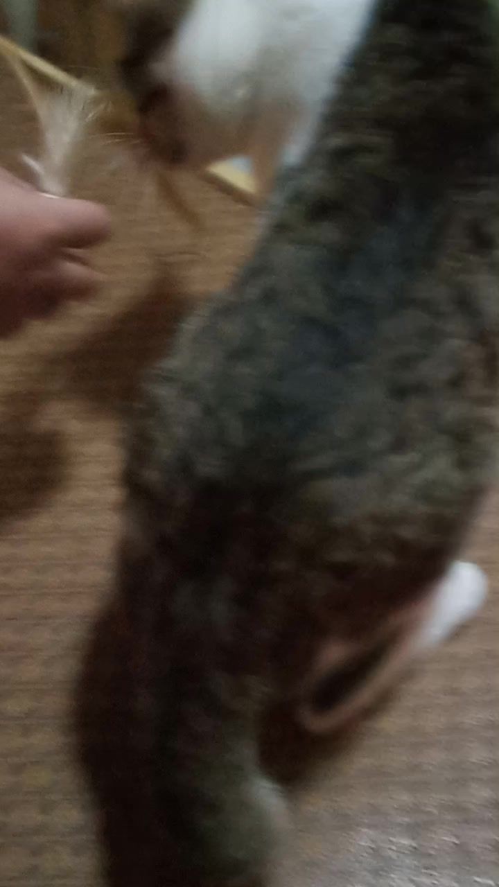枪枪爆头的小咪截图