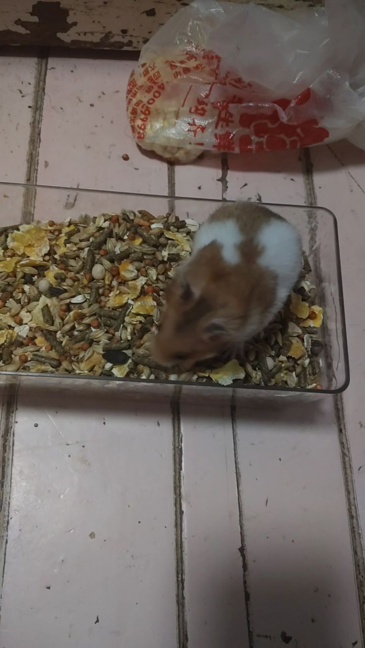 帮帮鼠鼠忙截图