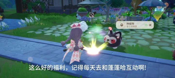 每天抚摸蓬蓬哈可以获得赠礼喔截图