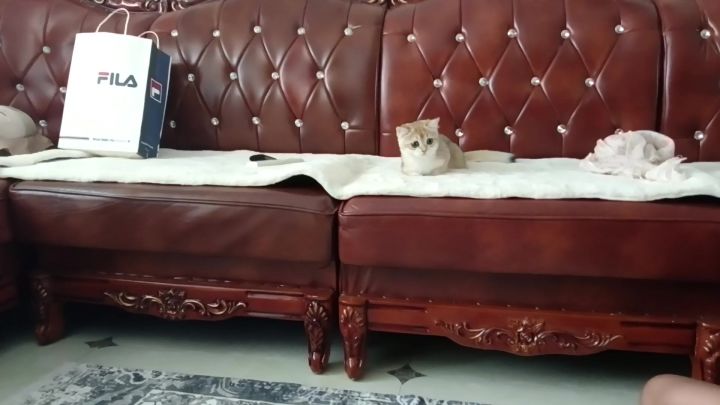 有个叫煎包的小猫来到了那个普通的家。截图