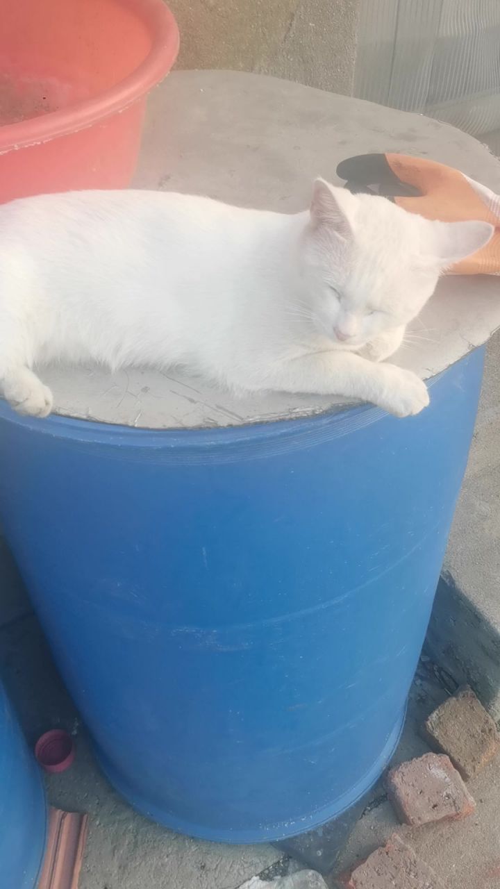 今天下午去卖瓶子他们养着猫截图