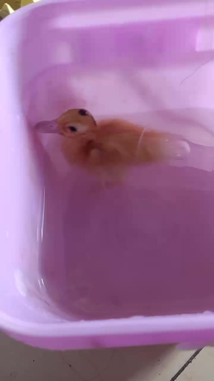 小甲子截图