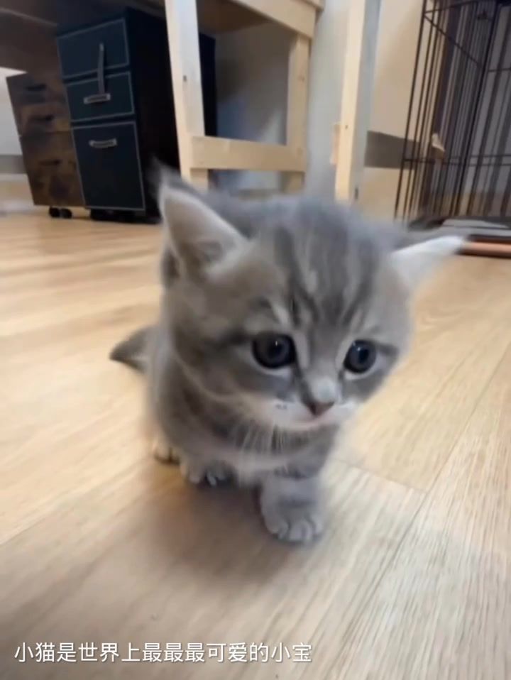 小猫是世界上最最最可爱的小宝截图