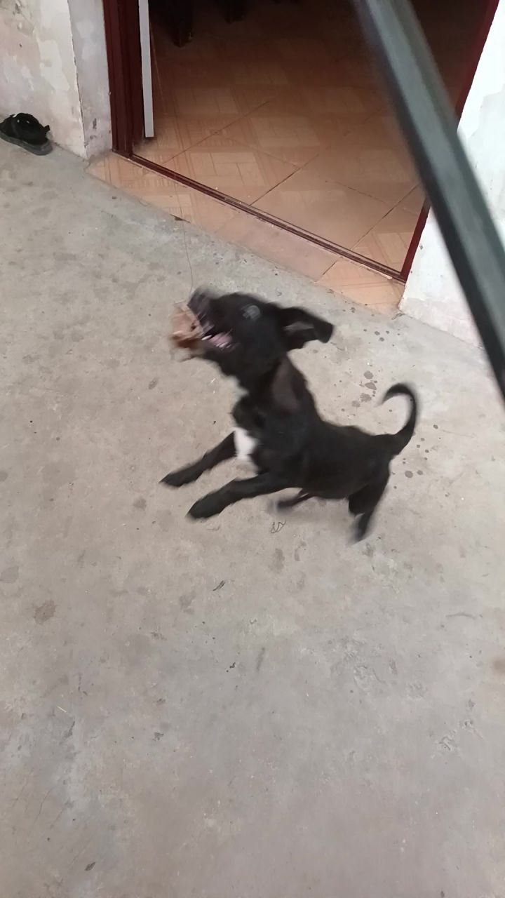 可爱的修狗狗🐶截图