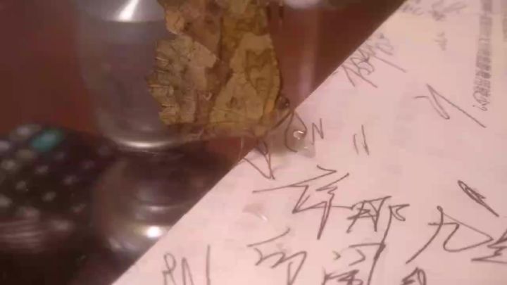 七夕,和神秘六足怪兽截图