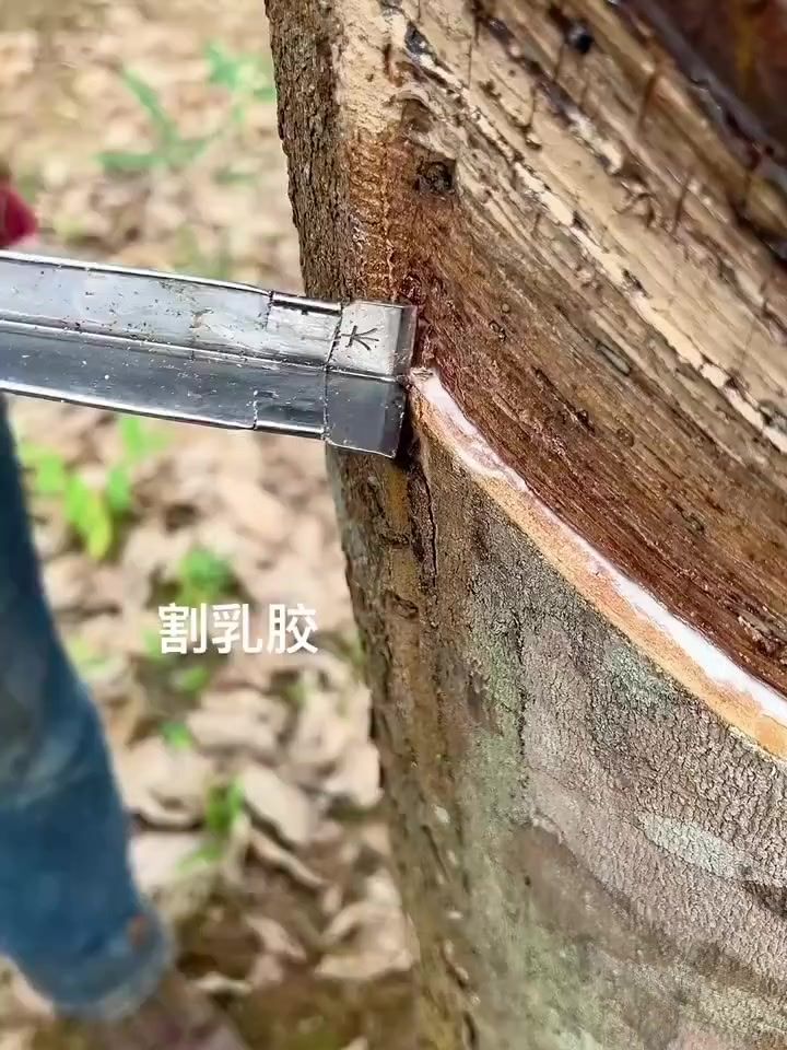 华夏人生还是太权威了截图