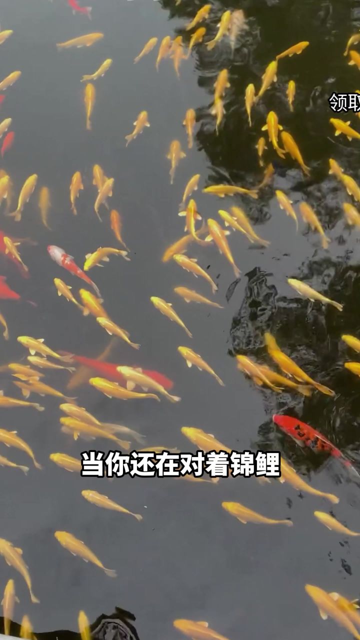哇！黄金锦鲤!快来许愿！截图