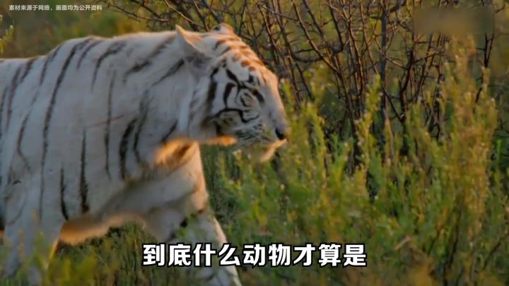 超大作战规模，上千支部队同屏策略手游，就在莉莉丝《万龙觉醒》截图
