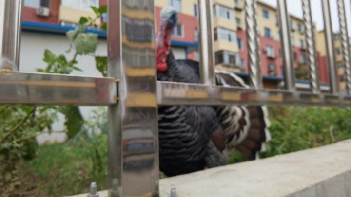 火鸡🦃截图