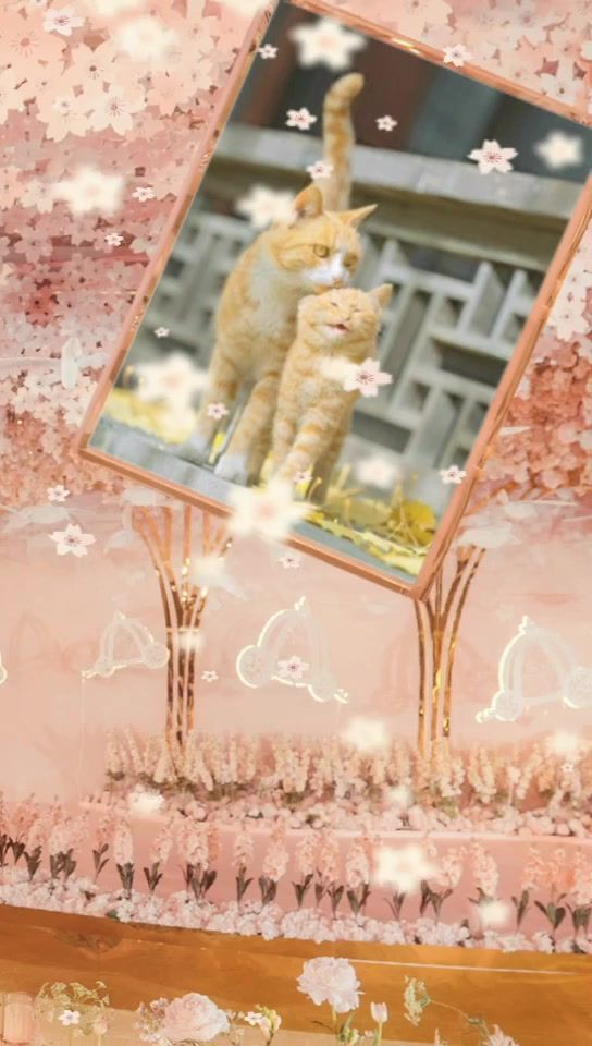 猫咪集结(ಡωಡ)截图